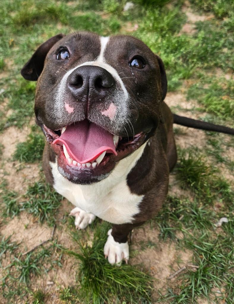Enlarge Poundcake, a Adoptable mixed breed in Sherwood, AR image 3/6