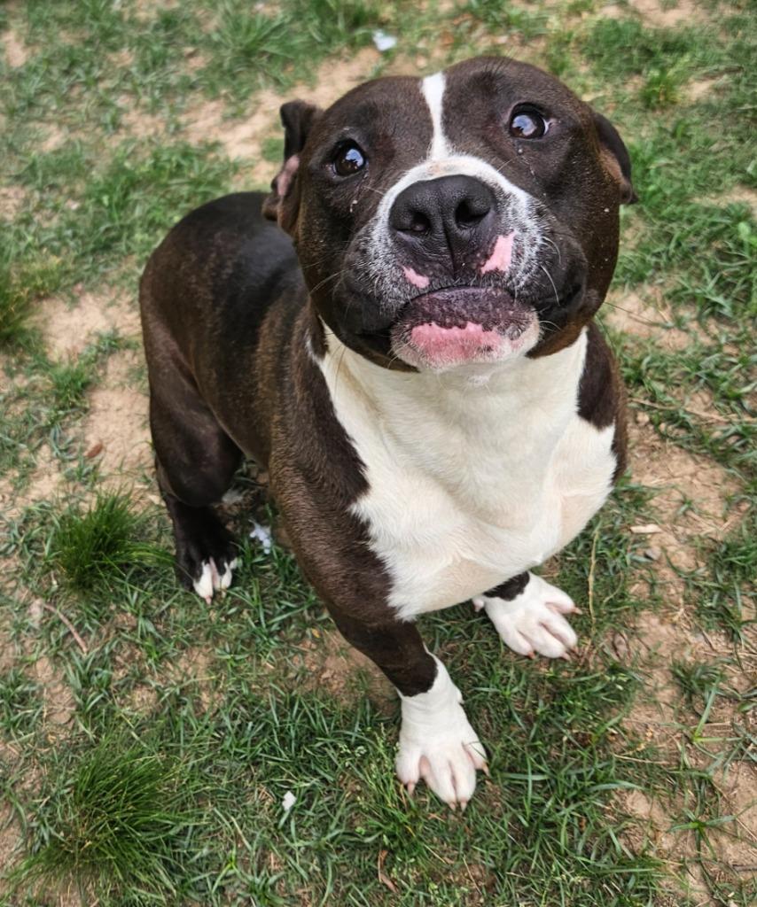 Enlarge Poundcake, a Adoptable mixed breed in Sherwood, AR image 4/6