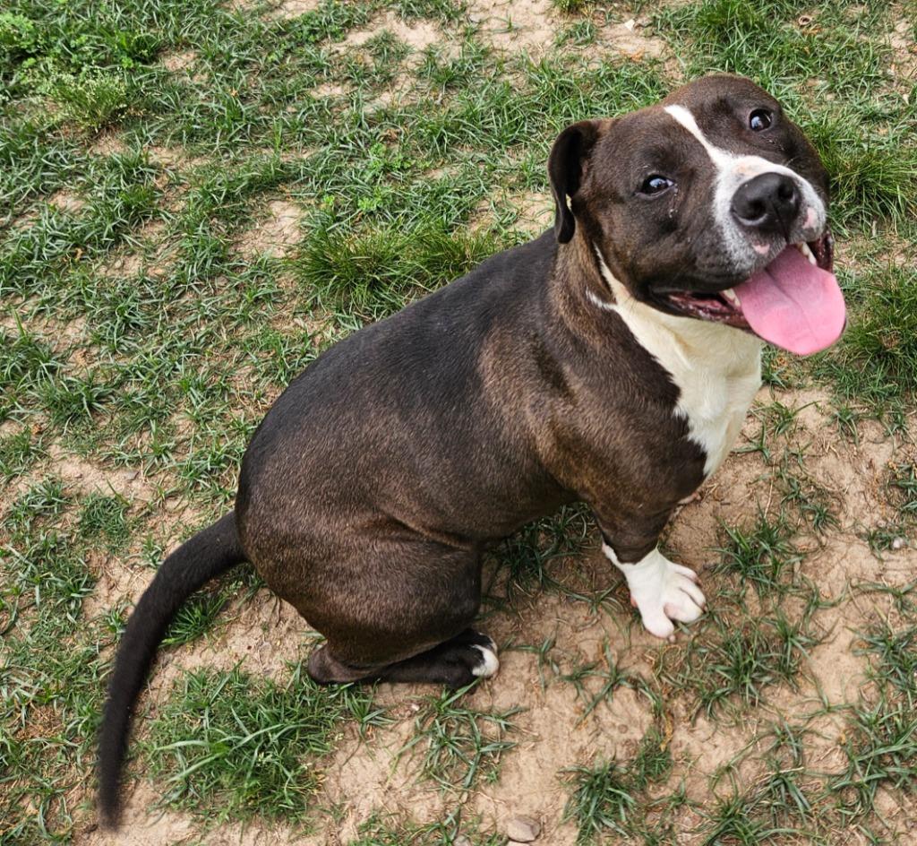 Enlarge Poundcake, a Adoptable mixed breed in Sherwood, AR image 5/6