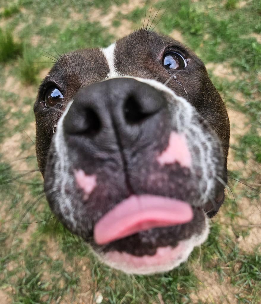 Enlarge Poundcake, a Adoptable mixed breed in Sherwood, AR image 6/6