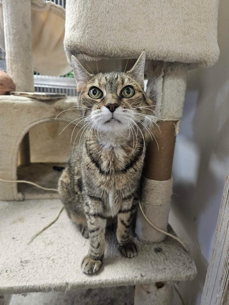 Enlarge AC Cherri, a Adoptable mixed breed in Fremont, NE image 1/2