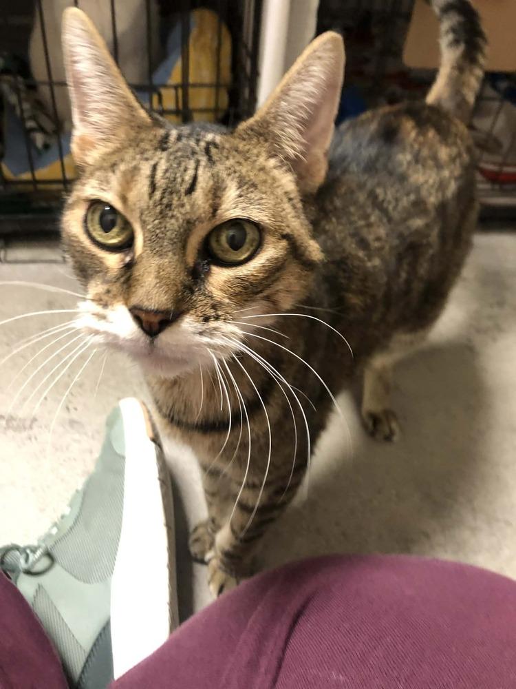 Enlarge AC Cherri, a Adoptable mixed breed in Fremont, NE image 1/1