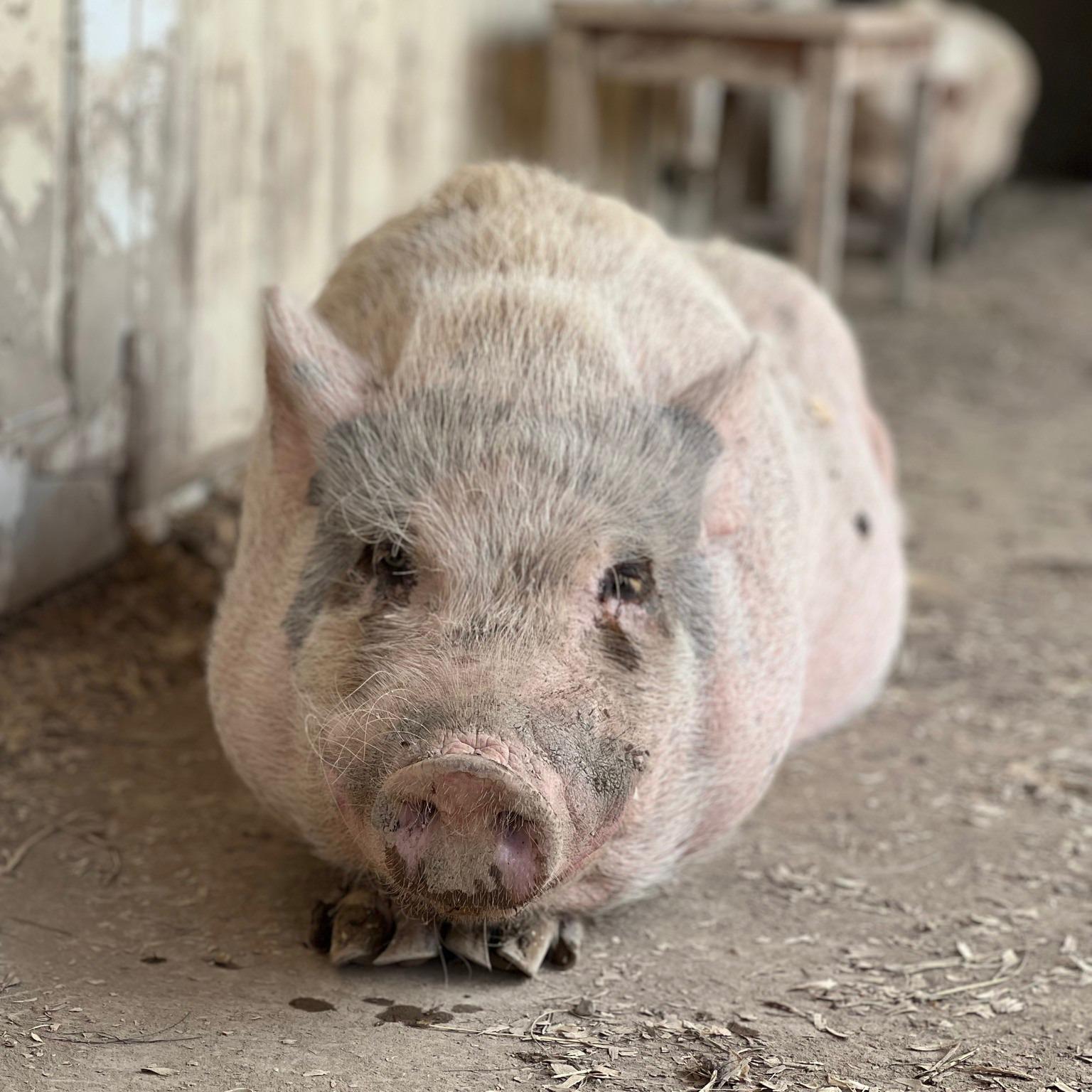 Pinocchio - URGENT!, Adopted, Senior Male Pot Bellied & Vietnamese Pot Bellied.