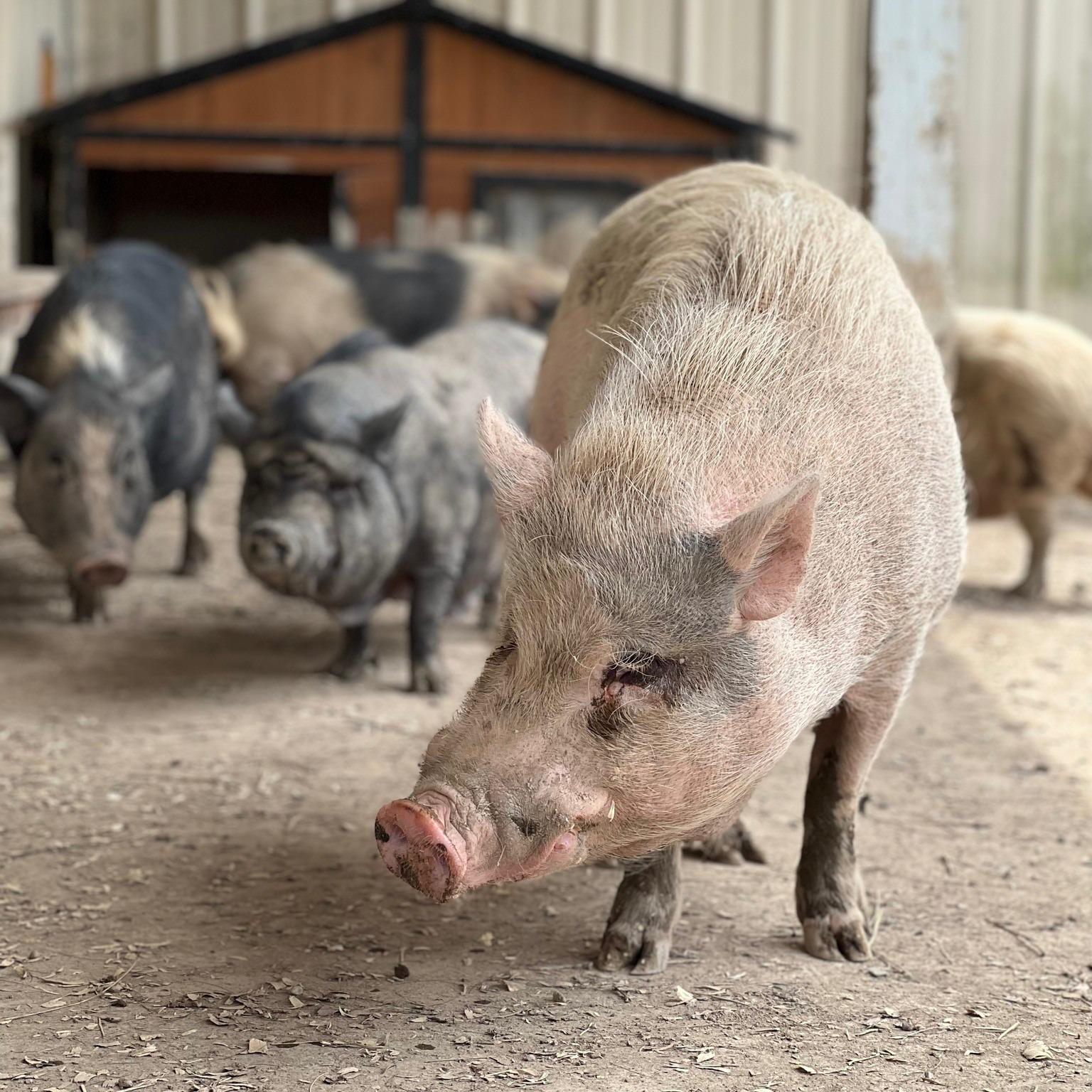 Enlarge Pinocchio - URGENT!, a Adopted mixed breed in Kerhonkson, NY image 2/6