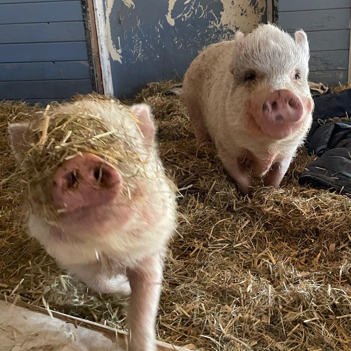 Enlarge Pinocchio - URGENT!, a Adopted mixed breed in Kerhonkson, NY image 3/6