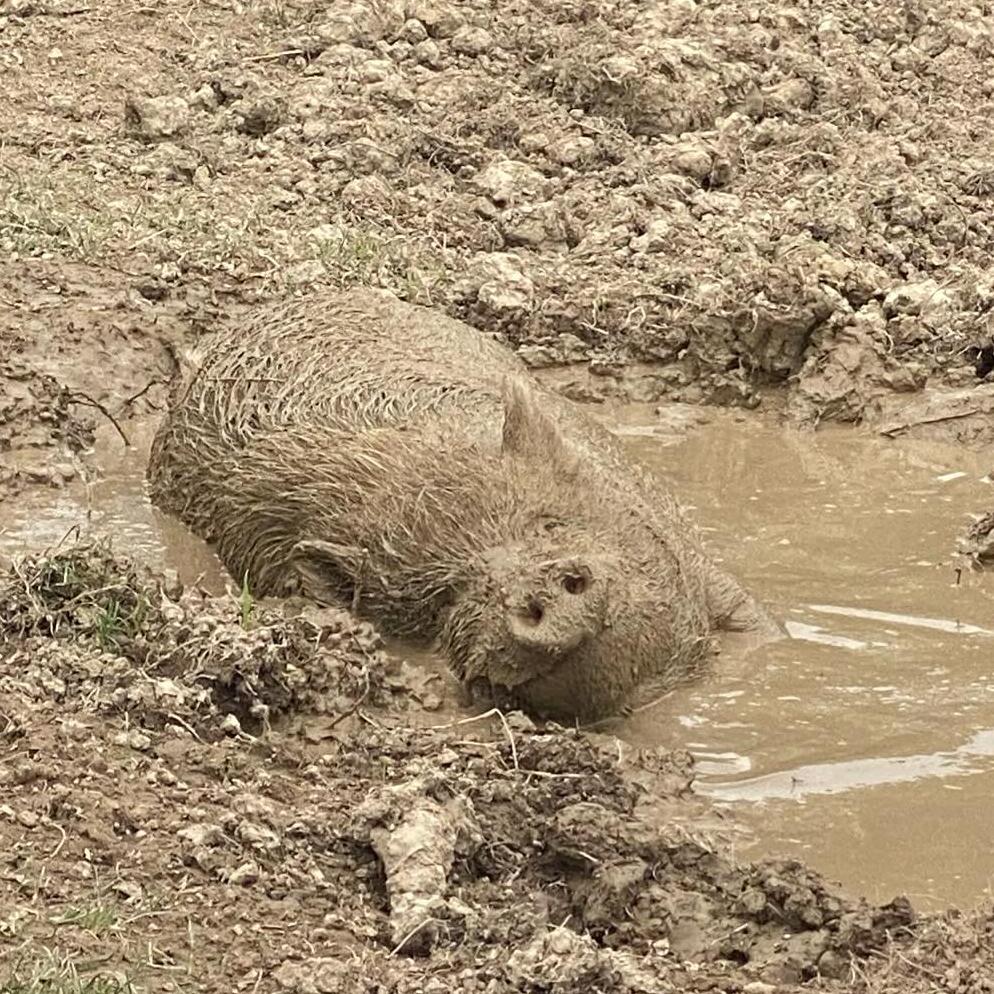 Enlarge Pinocchio - URGENT!, a Adopted mixed breed in Kerhonkson, NY image 4/6
