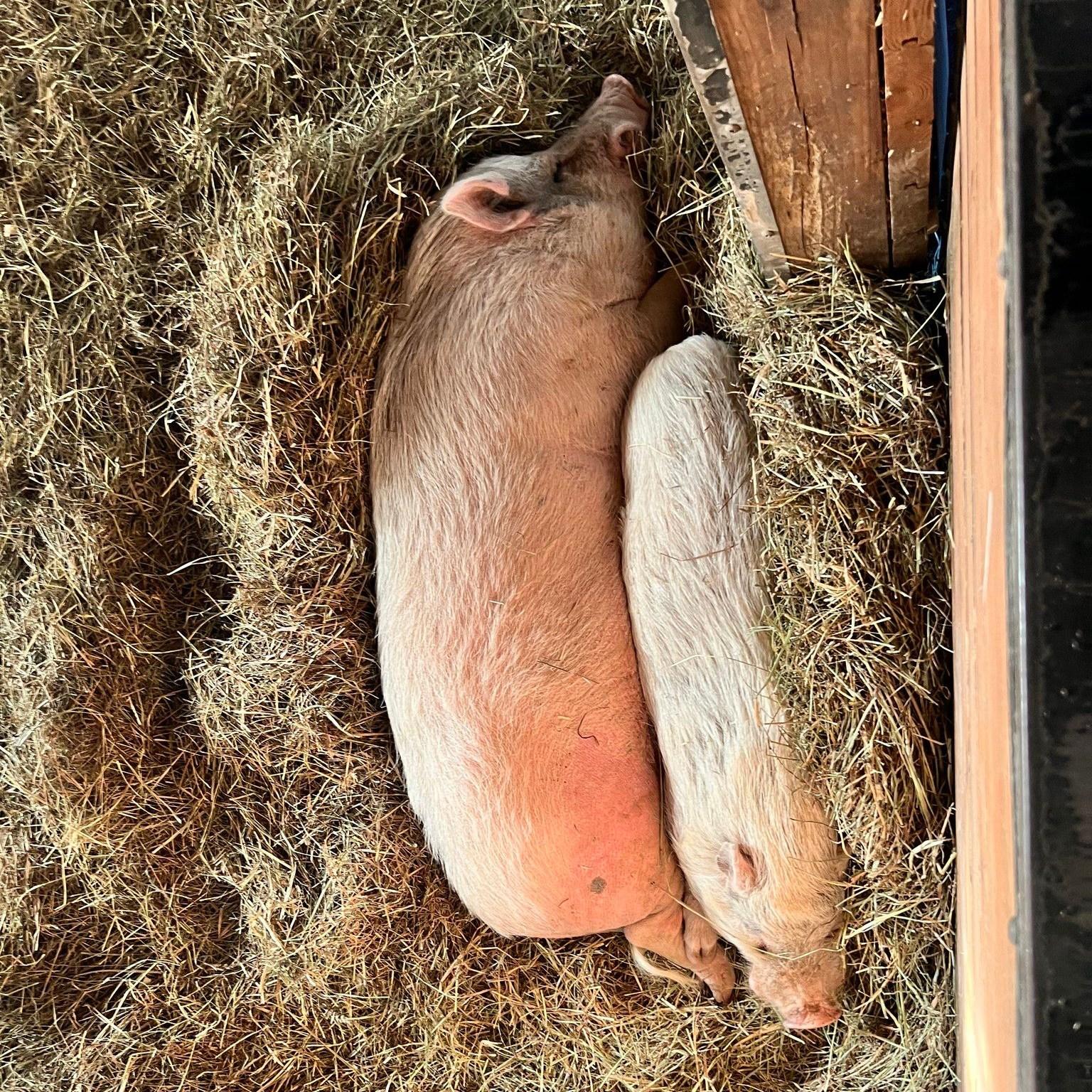 Enlarge Pinocchio - URGENT!, a Adopted mixed breed in Kerhonkson, NY image 5/6