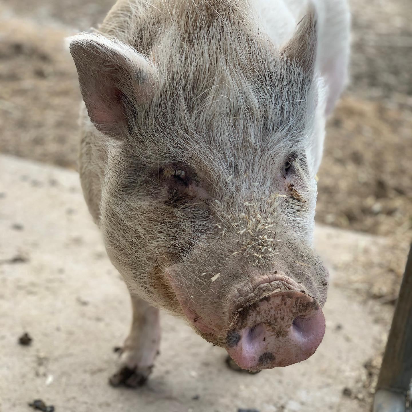 Enlarge Pinocchio - URGENT!, a Adopted mixed breed in Kerhonkson, NY image 6/6