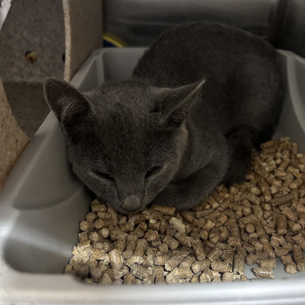 Enlarge Tairn 26-0683, a Adoptable Domestic Short Hair in Yanceyville, NC image 1/1
