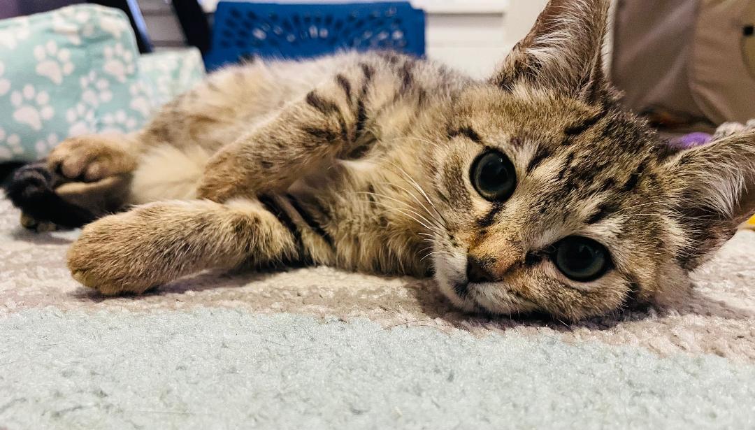 Julian Bobbins, a Adoptable Domestic Short Hair in Reynoldsburg, OH image 2/2