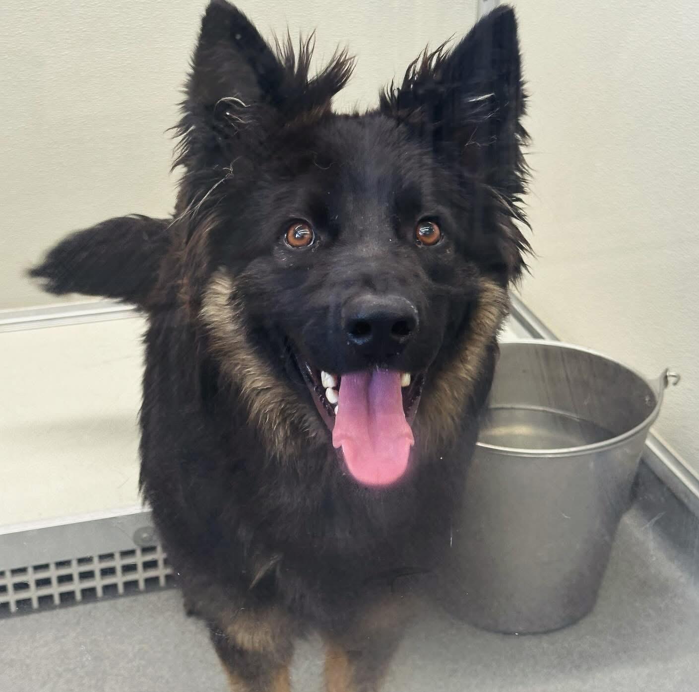 Zoidberg #4714 (405), Adult Male German Shepherd Dog