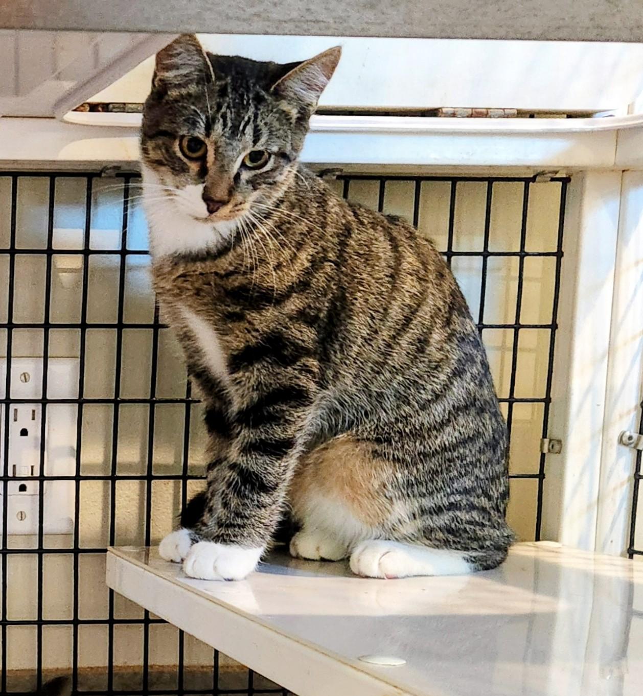 Enlarge Zara, a Adoptable Domestic Short Hair in Swansea, MA image 1/1