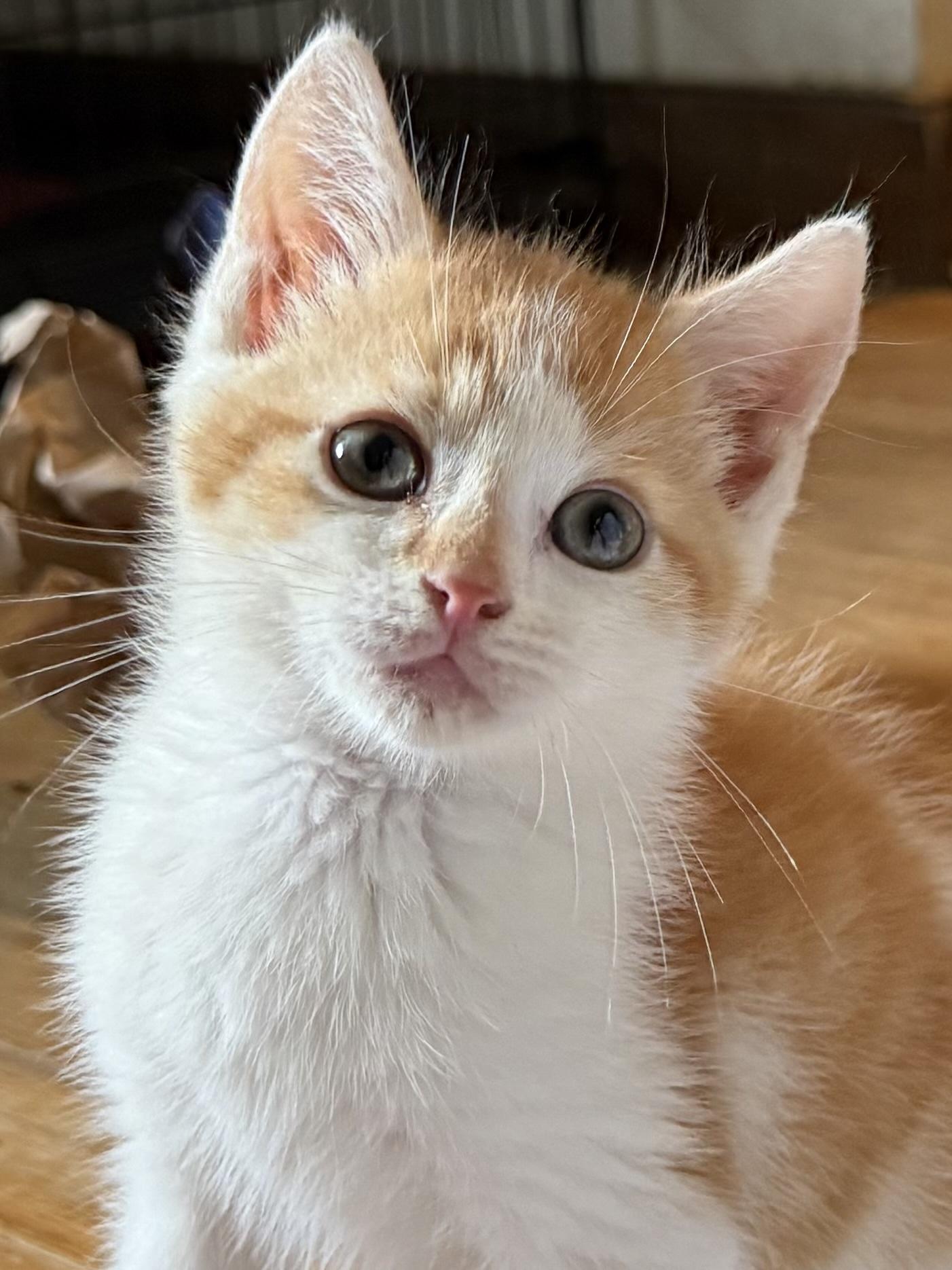 Chachi, Adoptable, Kitten Male Domestic Short Hair.