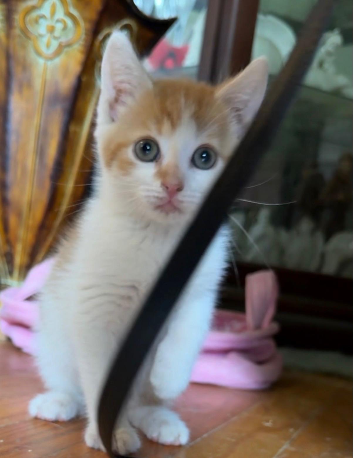 Enlarge Chachi, a Adoptable Domestic Short Hair in Coatesville, PA image 3/4
