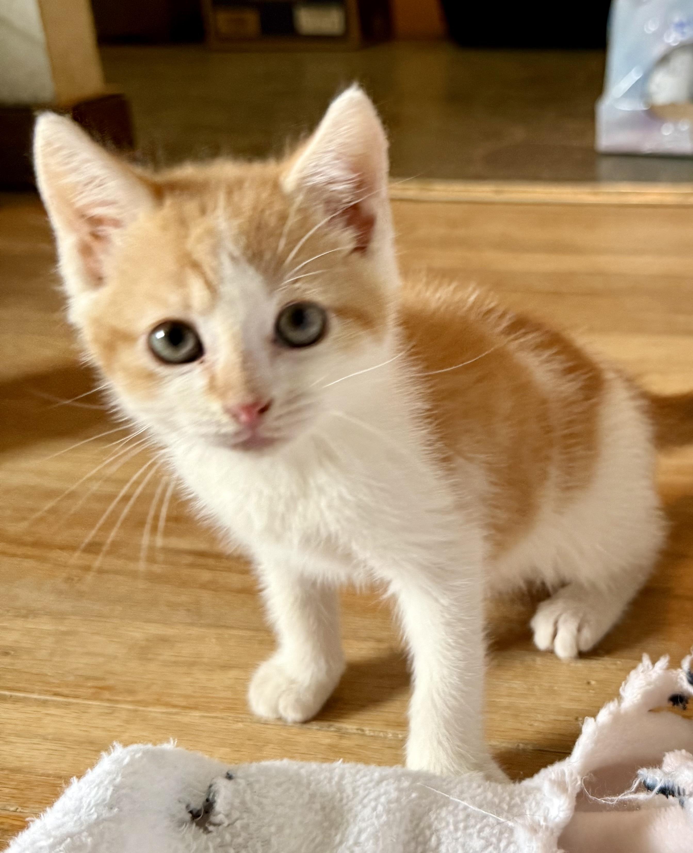 Enlarge Chachi, a Adoptable Domestic Short Hair in Coatesville, PA image 2/4