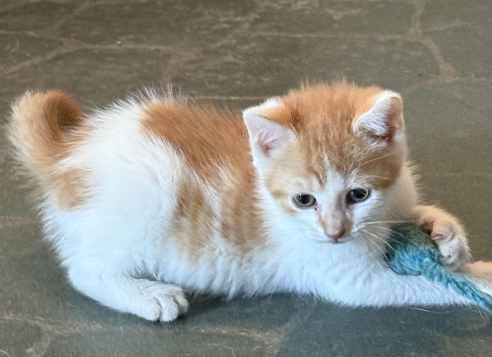 Enlarge Chachi, a Adoptable Domestic Short Hair in Coatesville, PA image 4/4