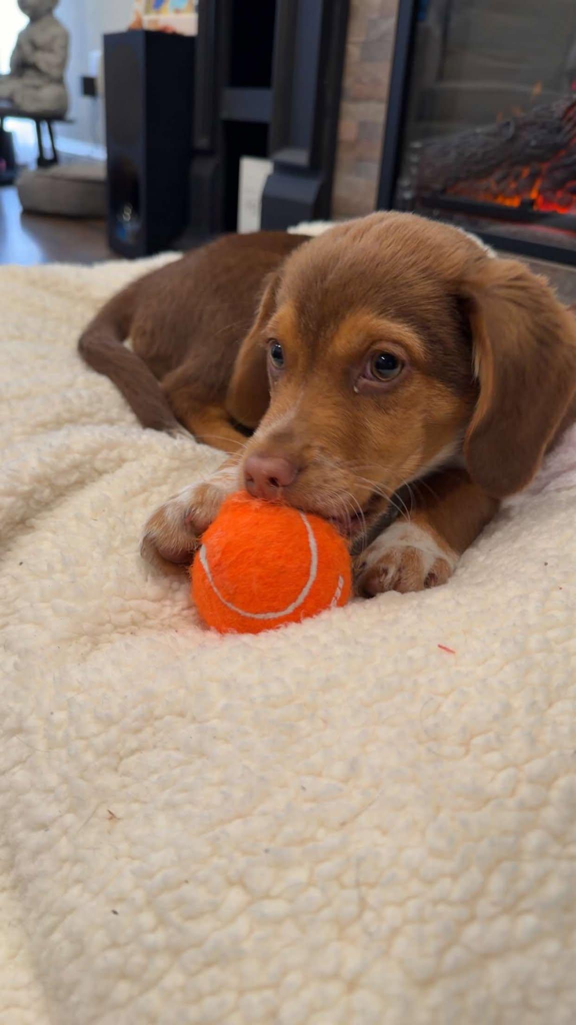 CALLISTO, Adoptable, Young Male Beagle & Australian Shepherd.
