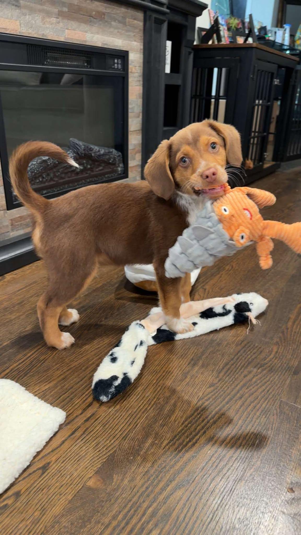 Enlarge CALLISTO, a Adoptable mixed breed in Pomfret Center, CT image 2/3