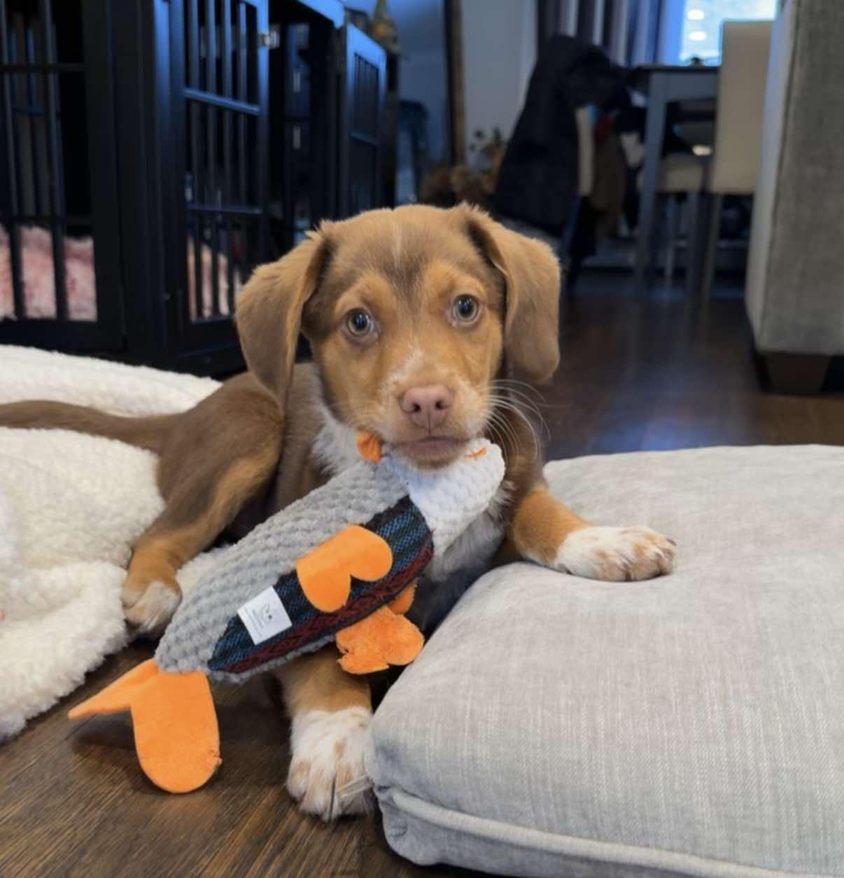 Enlarge CALLISTO, a Adoptable mixed breed in Pomfret Center, CT image 3/3