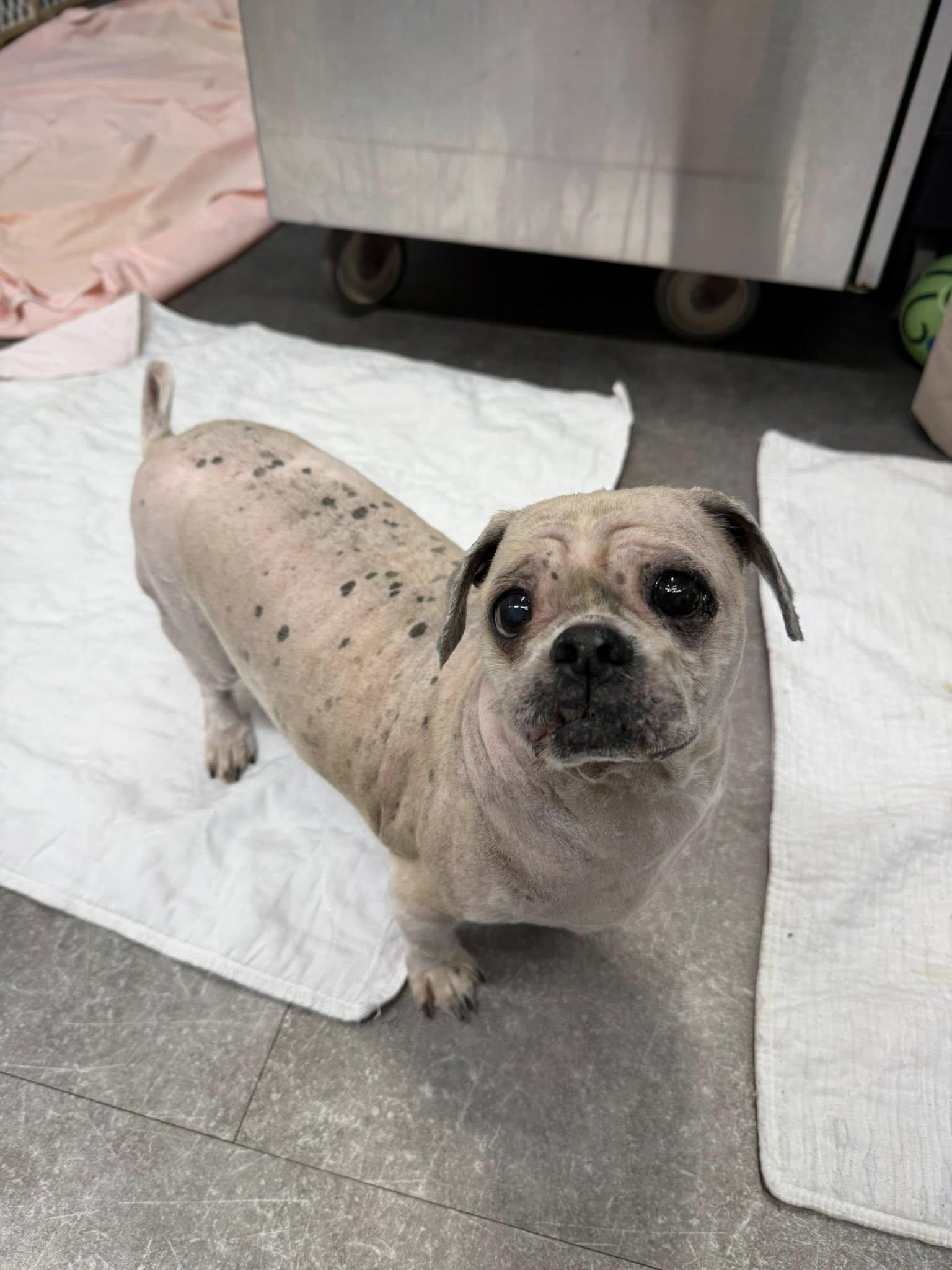 Max, adopted, Adult Male Shih Tzu.