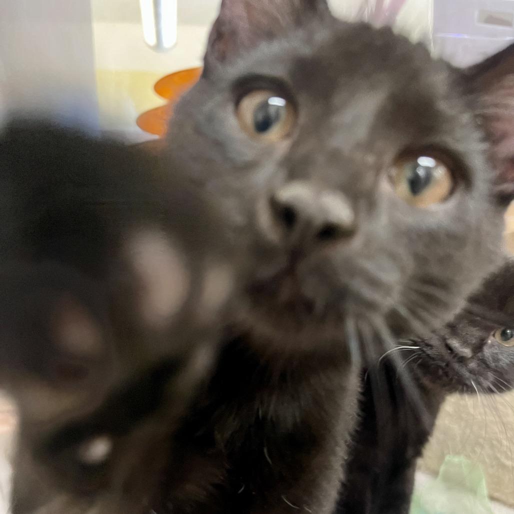 Enlarge Murphy, a Adoptable Domestic Short Hair in Glenwood Springs, CO image 1/4