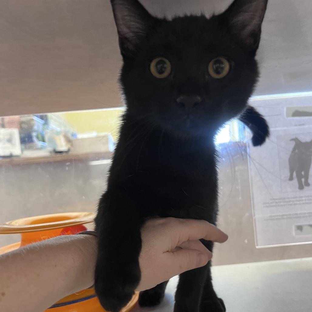 Enlarge Murphy, a Adoptable Domestic Short Hair in Glenwood Springs, CO image 2/4