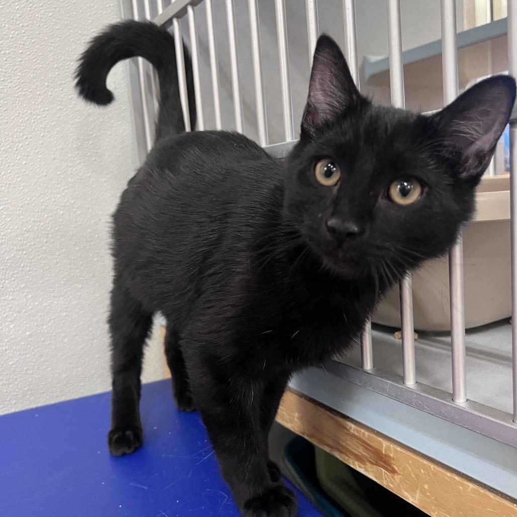 Enlarge Murphy, a Adoptable Domestic Short Hair in Glenwood Springs, CO image 3/4