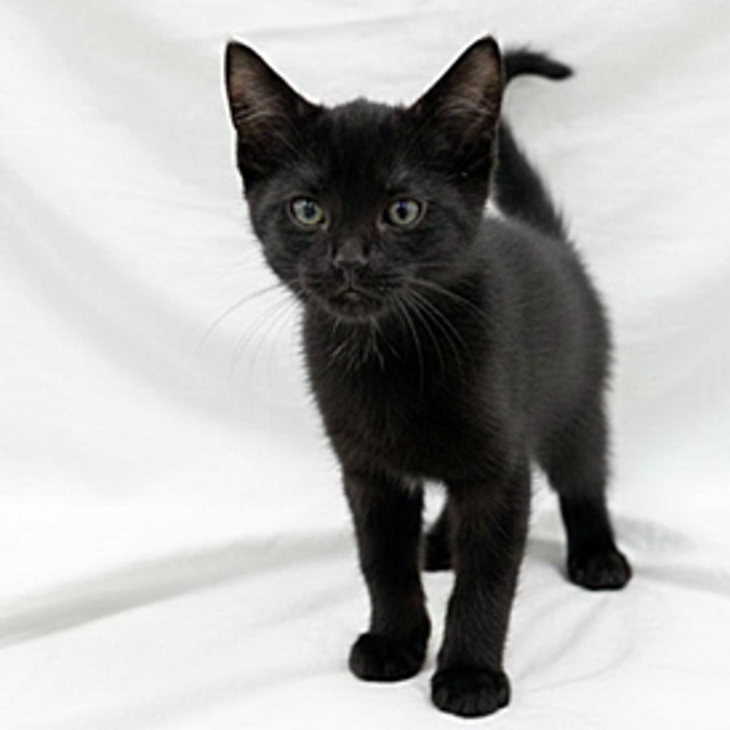 Enlarge Murphy, a Adoptable Domestic Short Hair in Glenwood Springs, CO image 4/4