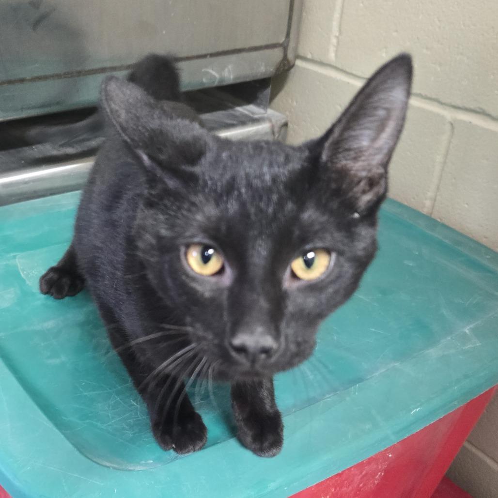 Enlarge Croissant 26-028, a Adoptable Domestic Short Hair in Tawas City, MI image 1/1