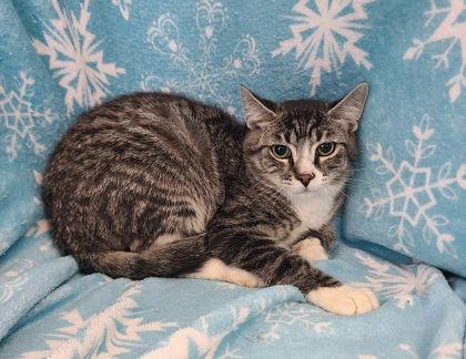 6865 (Tucker), Adoptable, Young Male Domestic Short Hair.