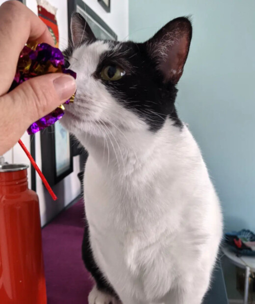 Dear Cat, a Adoptable Domestic Short Hair in Brooklyn, NY image 1/10