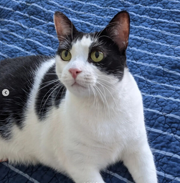 Dear Cat, a Adoptable Domestic Short Hair in Brooklyn, NY image 2/10