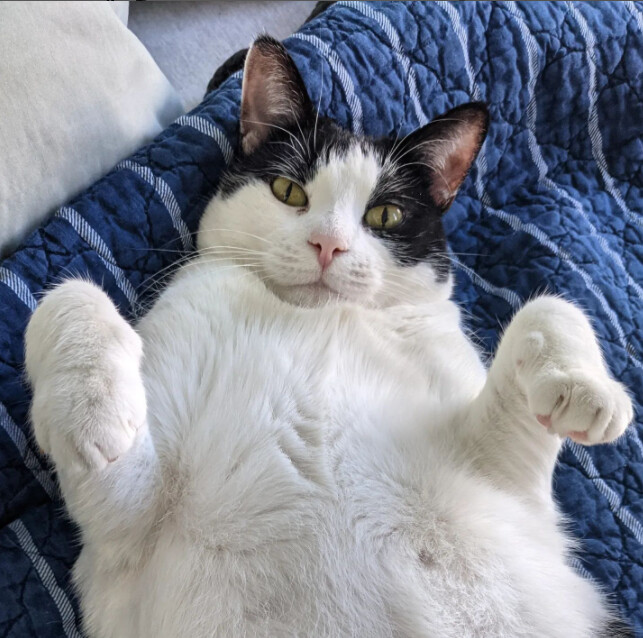 Dear Cat, a Adoptable Domestic Short Hair in Brooklyn, NY image 3/10