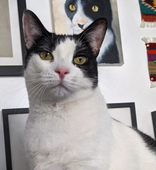 Dear Cat, a Adoptable Domestic Short Hair in Brooklyn, NY image 4/10