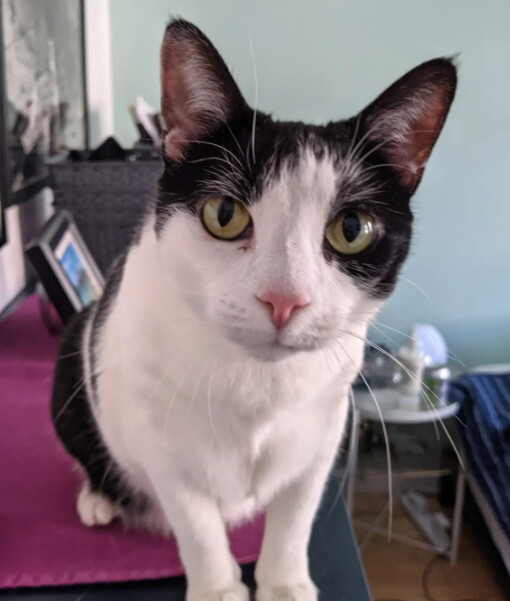 Dear Cat, a Adoptable Domestic Short Hair in Brooklyn, NY image 5/10