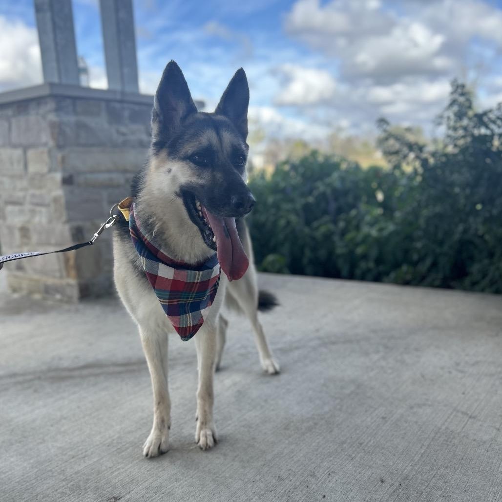 Alicia Keys, an adopted German Shepherd Dog in Vineyard, UT image 1/6