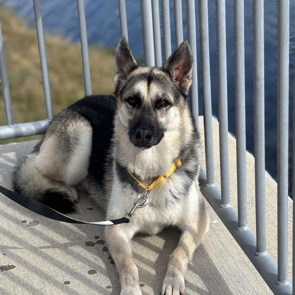 Alicia Keys, an adopted German Shepherd Dog in Vineyard, UT image 6/6