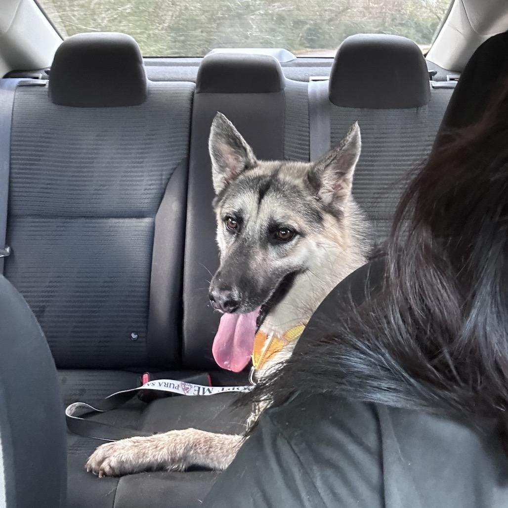 Alicia Keys, an adopted German Shepherd Dog in Vineyard, UT image 5/6