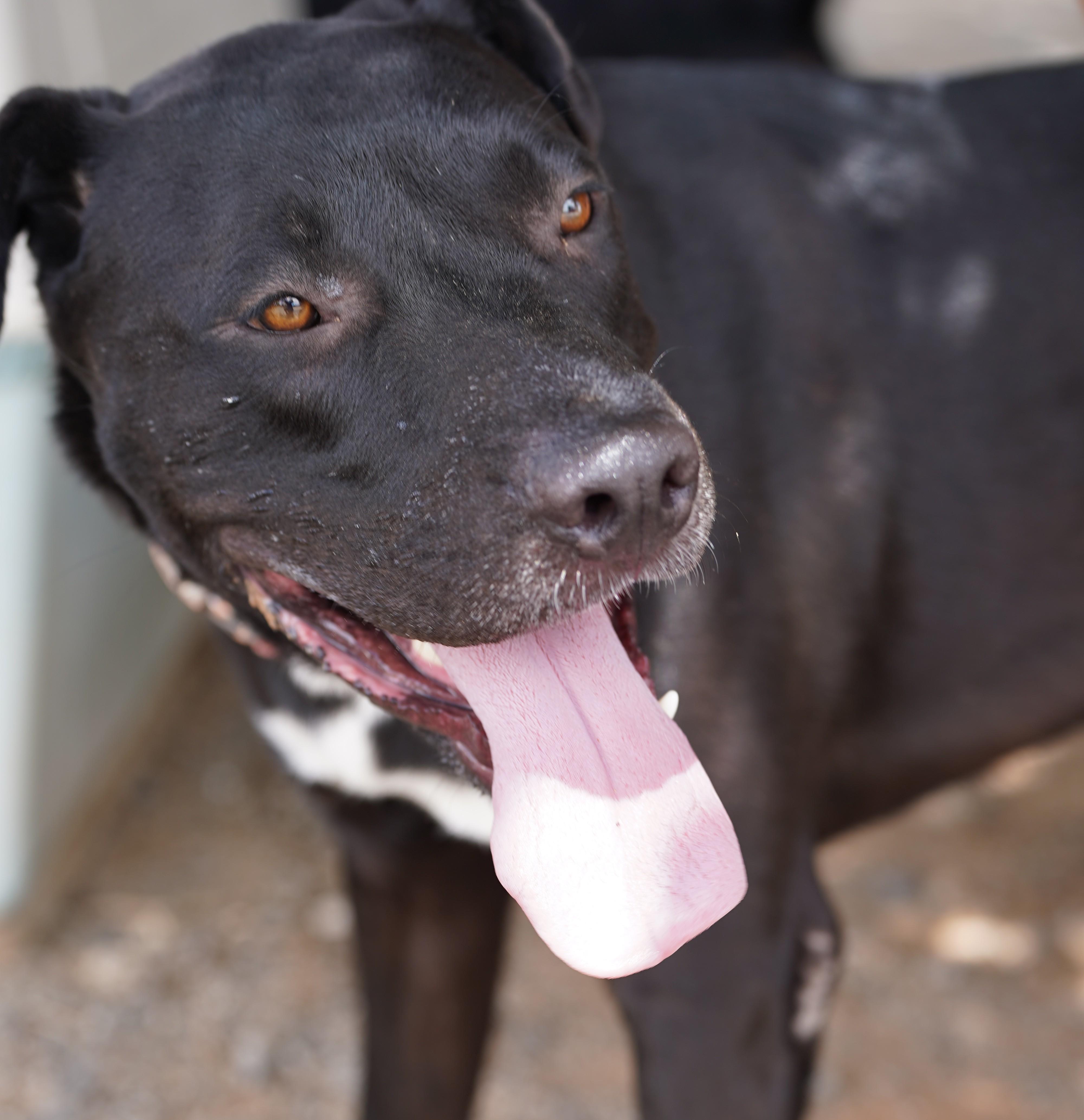 Enlarge Dilan, a Adoptable mixed breed in El Paso, TX image 3/4
