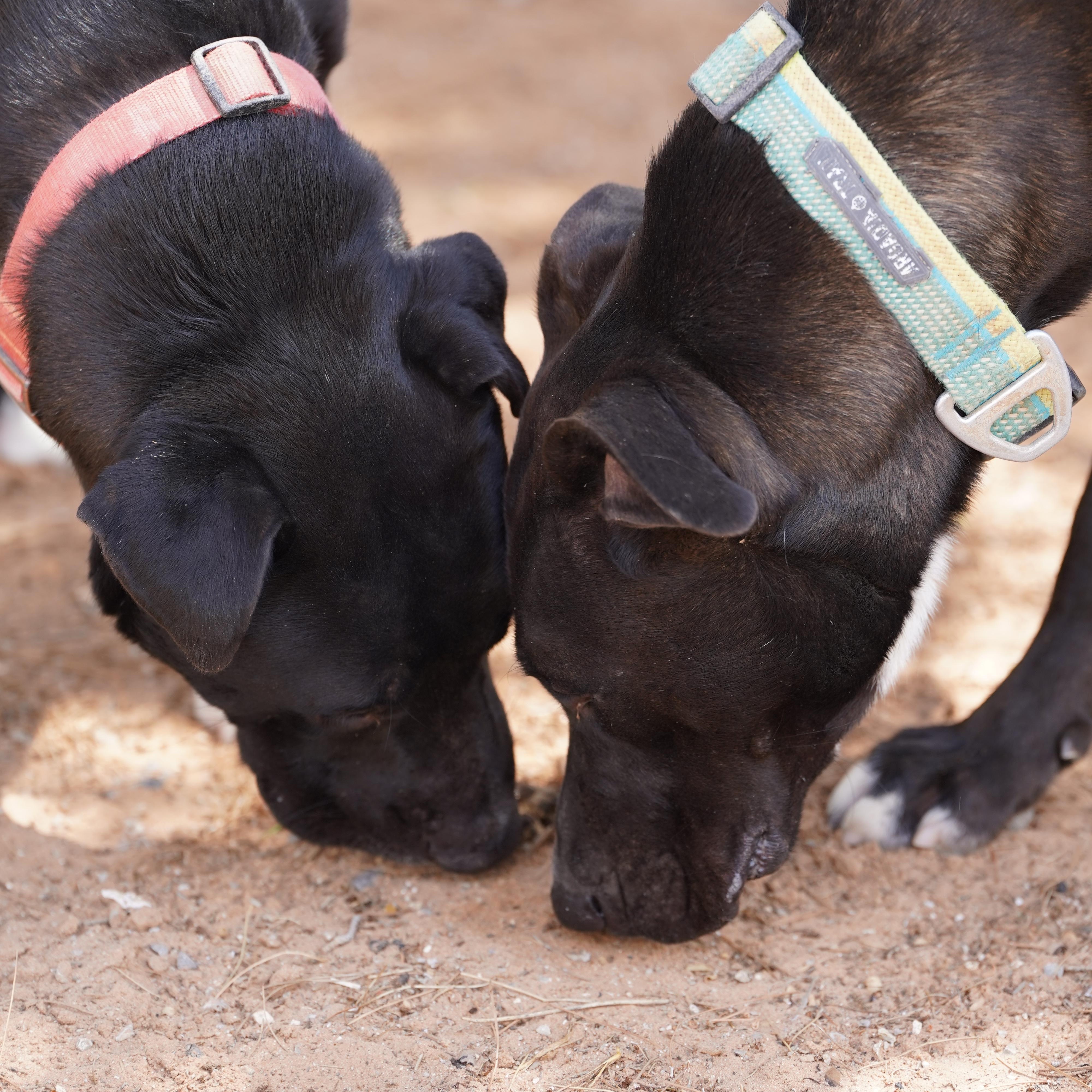 Enlarge Dilan, a Adoptable mixed breed in El Paso, TX image 2/4
