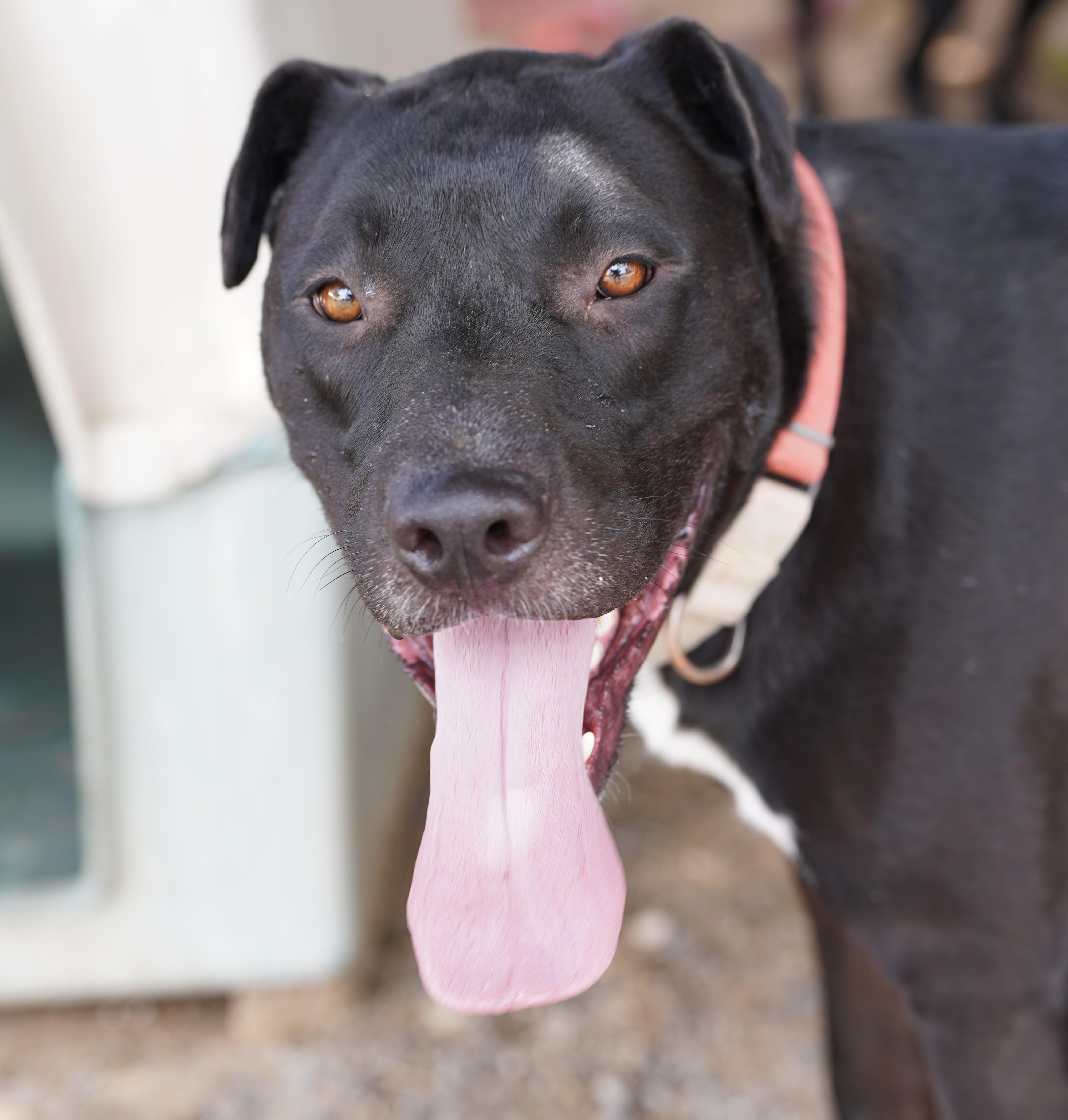 Enlarge Dilan, a Adoptable mixed breed in El Paso, TX image 1/4