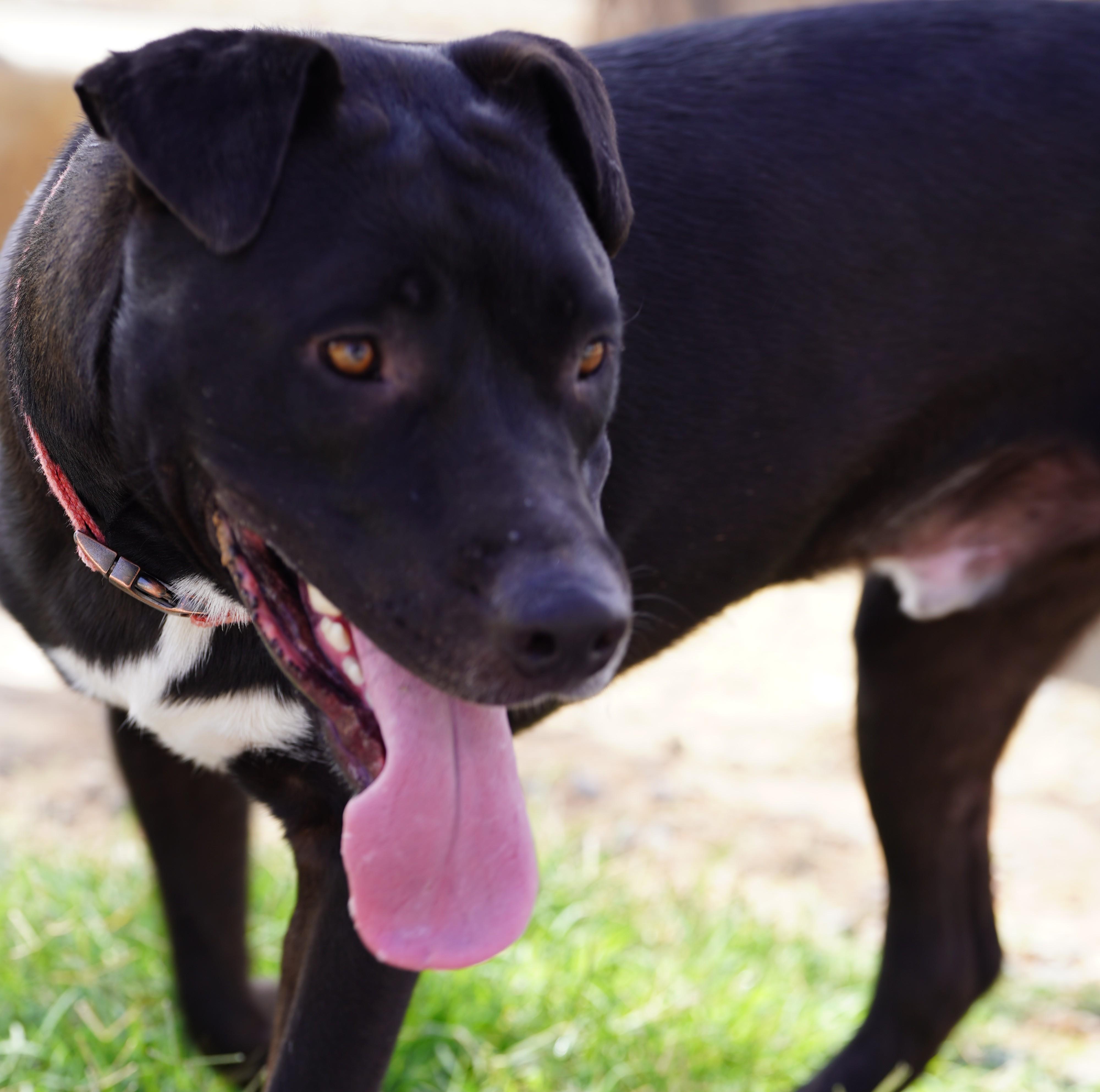 Enlarge Dilan, a Adoptable mixed breed in El Paso, TX image 4/4