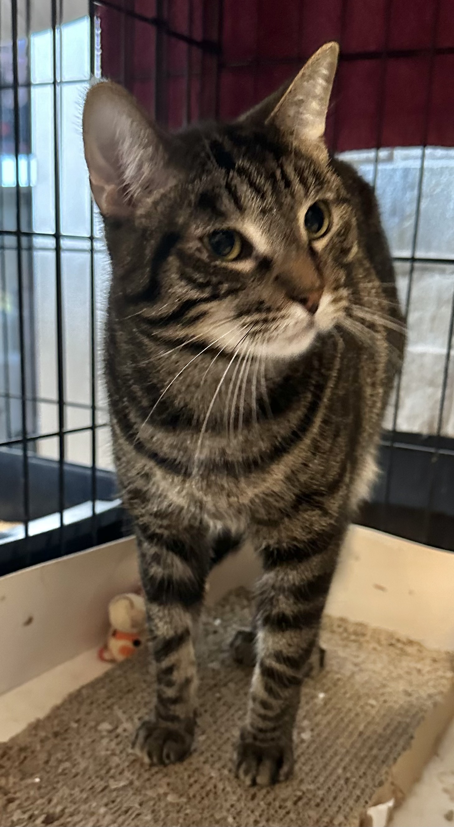 Cleveland, a Adoptable mixed breed in Lake Worth, FL image 1/4