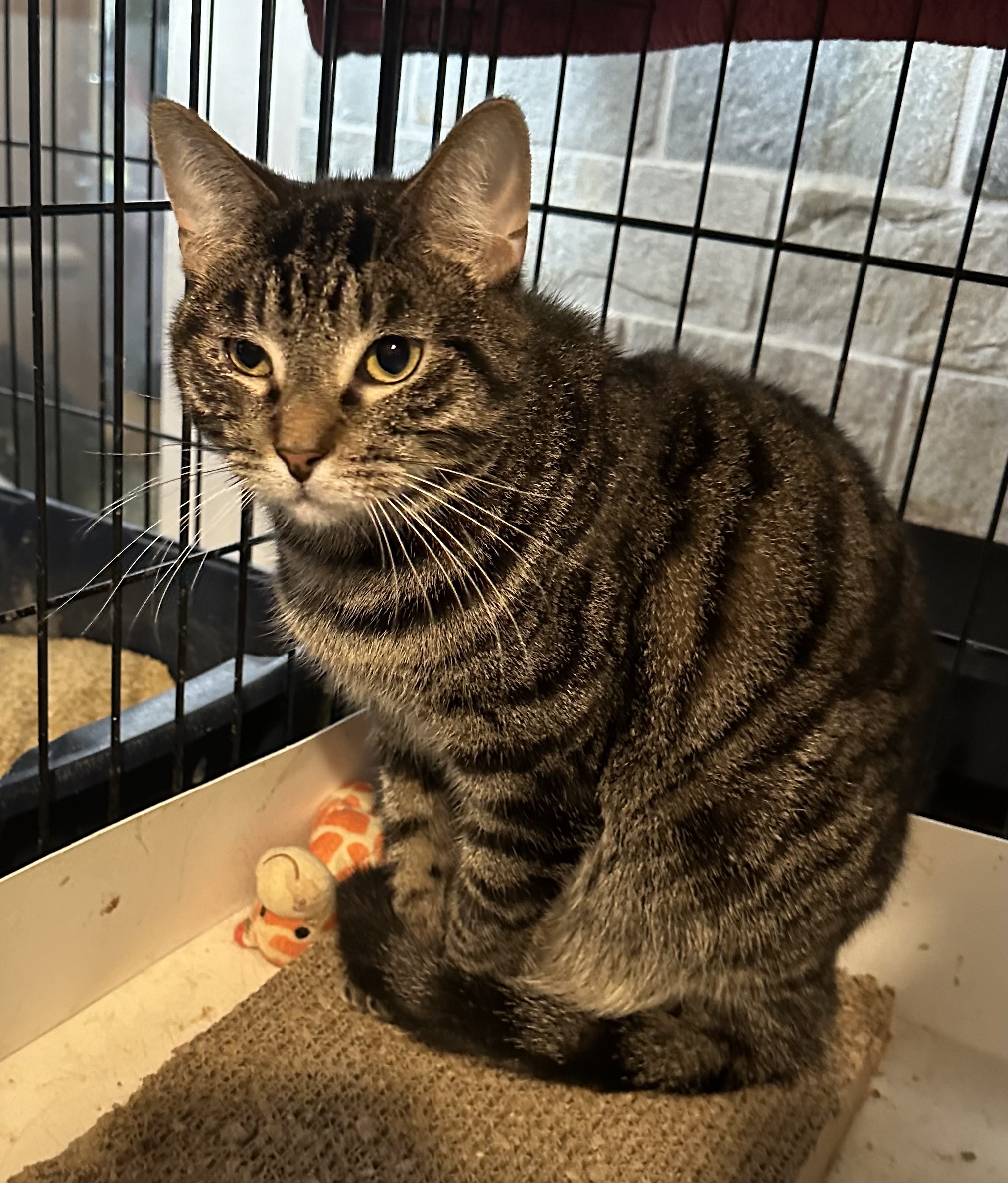 Cleveland, a Adoptable mixed breed in Lake Worth, FL image 2/4