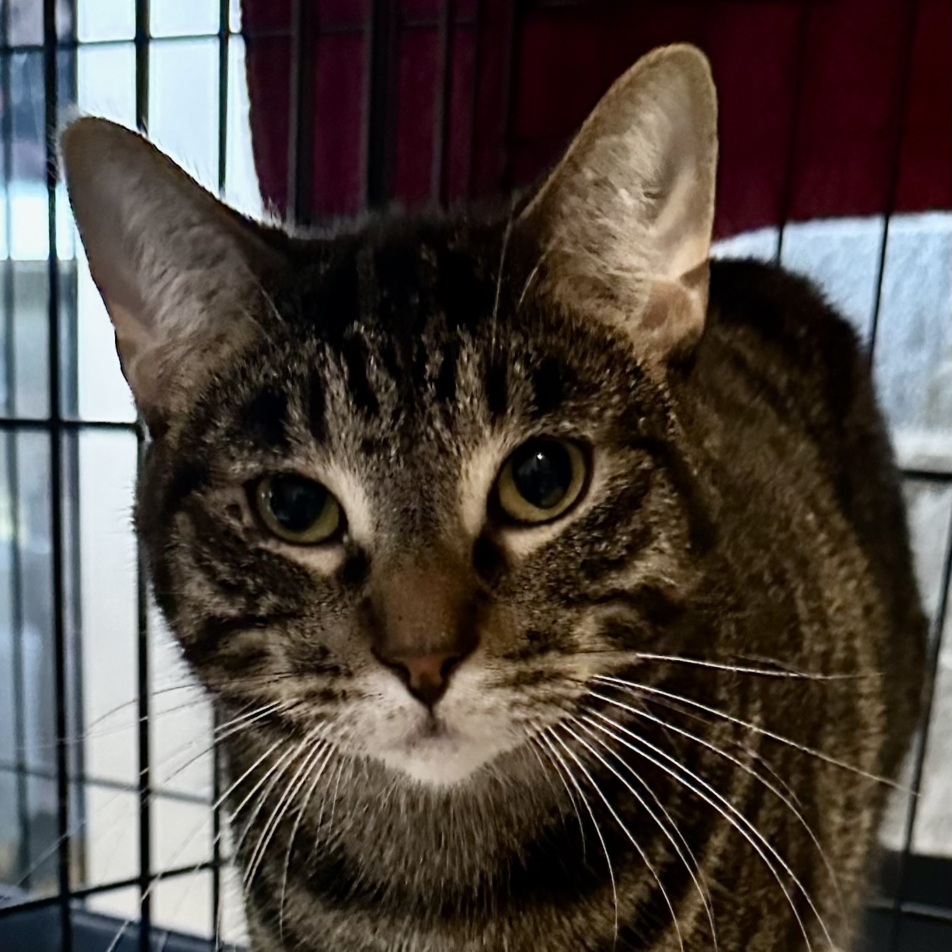 Cleveland, a Adoptable mixed breed in Lake Worth, FL image 3/4