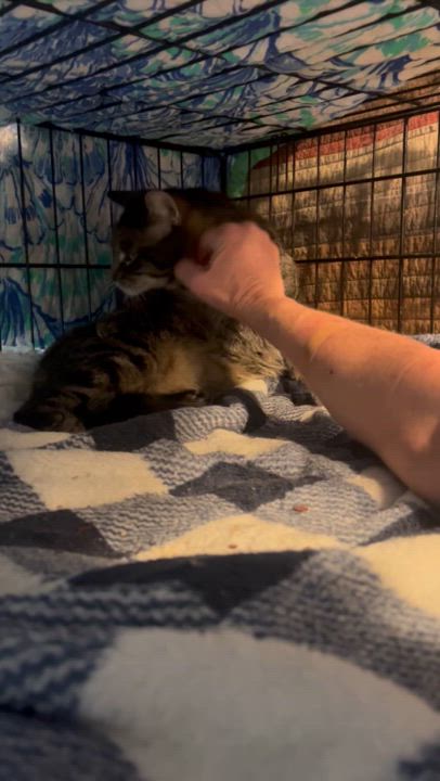 Enlarge Cleveland, a Adoptable mixed breed in Lake Worth, FL video 4/4