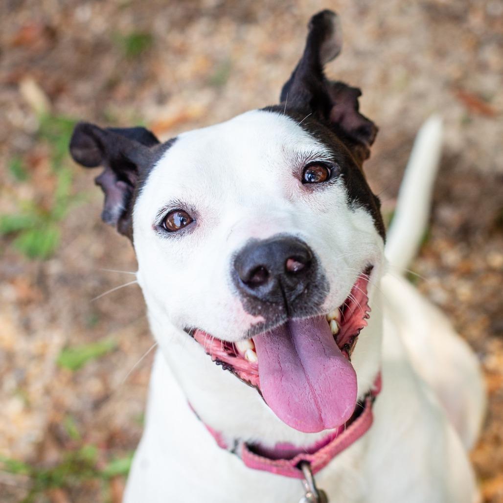 Chickpea, Adoptable, Adult Female Cattle Dog & Mixed Breed.