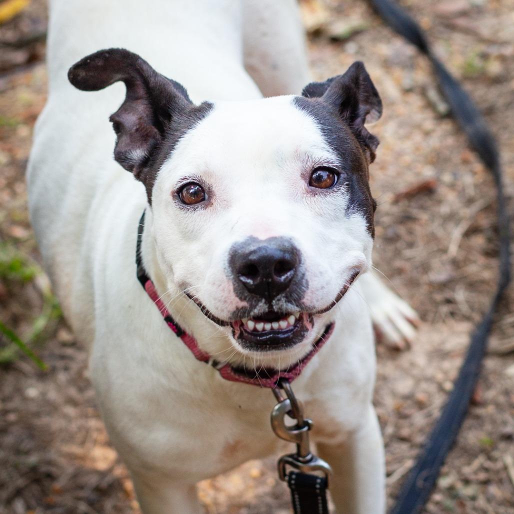 Enlarge Chickpea, a Adoptable mixed breed in Hattiesburg, MS image 2/4