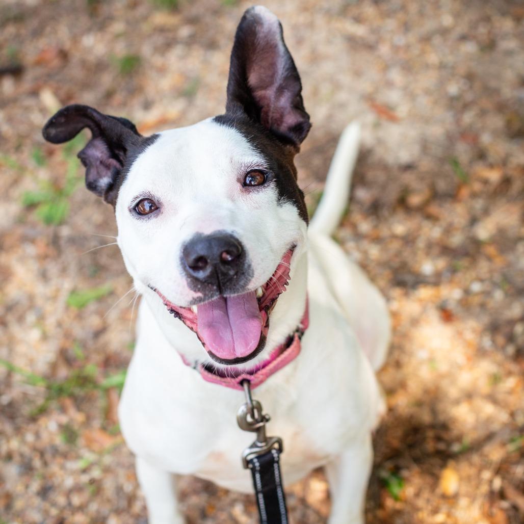 Enlarge Chickpea, a Adoptable mixed breed in Hattiesburg, MS image 3/4