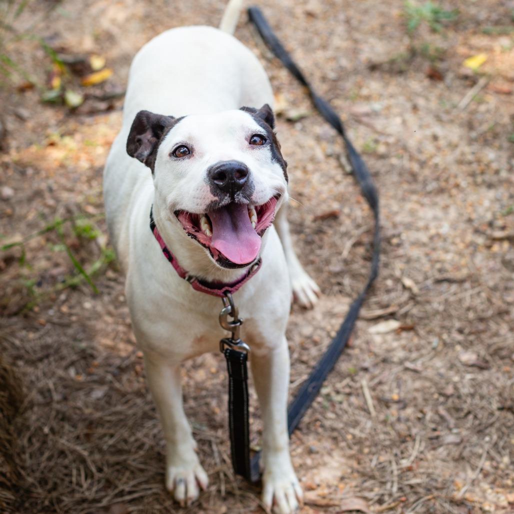 Enlarge Chickpea, a Adoptable mixed breed in Hattiesburg, MS image 4/4